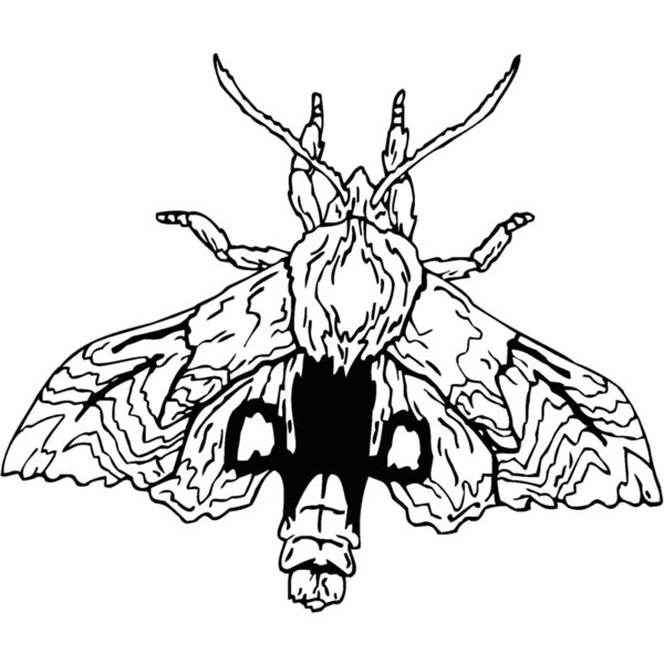 moth Thumbnail