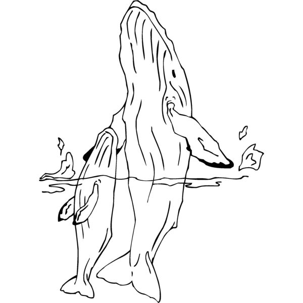 humpback whale Thumbnail