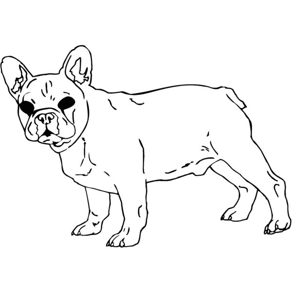 french bulldog Thumbnail