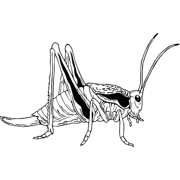 katydid Thumbnail